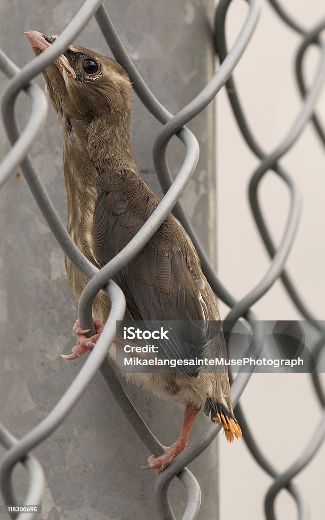 Chick ampelis americano. - Foto de stock de Ampelis americano libre de derechos