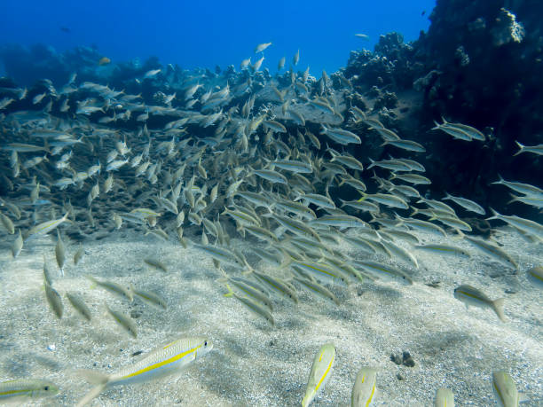 istock School of Goatfish Swims Over Reef Underwater 1183008712