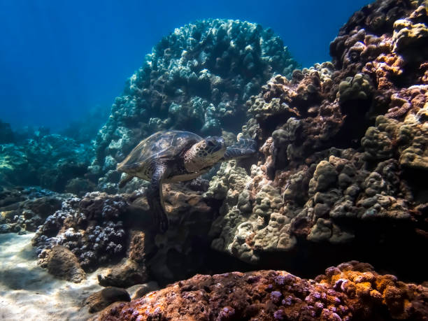 istock Sea Turtle Swims Along Coral Reef Underwater 1183008714