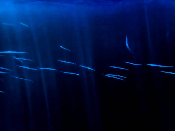 istock Bright Blue Needlefish Abstract in Deep Blue Sea 1183008794