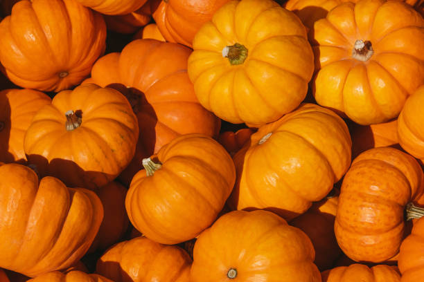 istock Little october pumpkins on a farmer market 1183008903