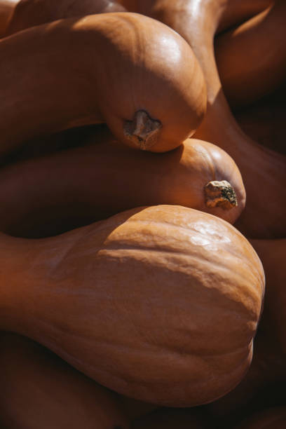 crookneck gourde, grosse citrouille crookneck - crookneck squash photos et images de collection