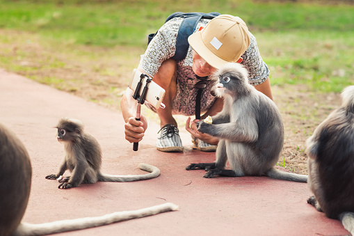 Traveler takes a selfie with a group of monkeys. These spectacled langurs (dusky leaf monkeys, Trachypithecus obscurus) leave their natural habitat, an isolated rocky forest, to visit people in order to get food in Prachuap Khiri Khan, Thailand.