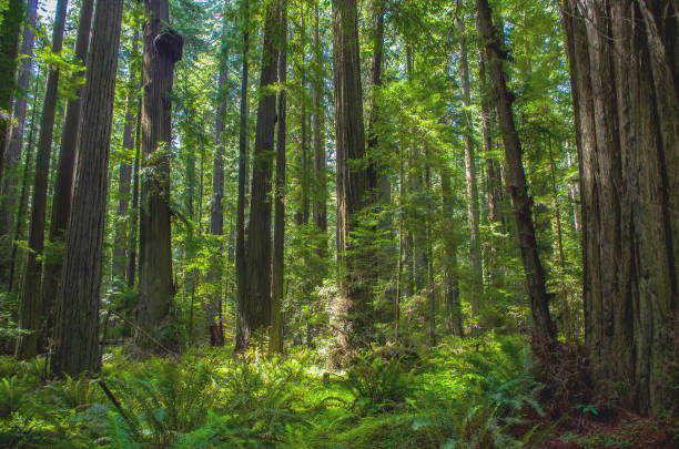 istock Avenue of the Giants 1183009587