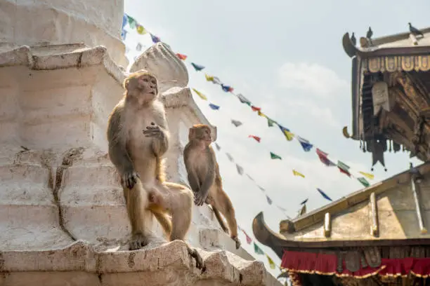 Photo of Monkey living in Swayambhunath temple (other name called Monkey temple) this place is one of the holiest Buddhist temple in Kathmandu, Nepal.