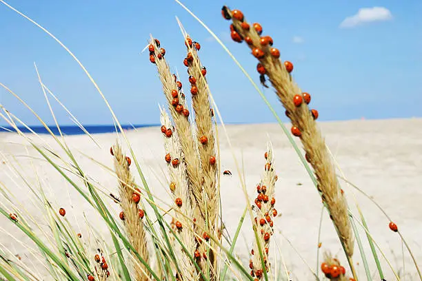 Photo of Ladybugs on dune grass