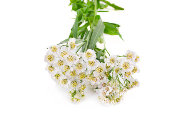 istock Achillea salicifolia flowering plant 1183011536