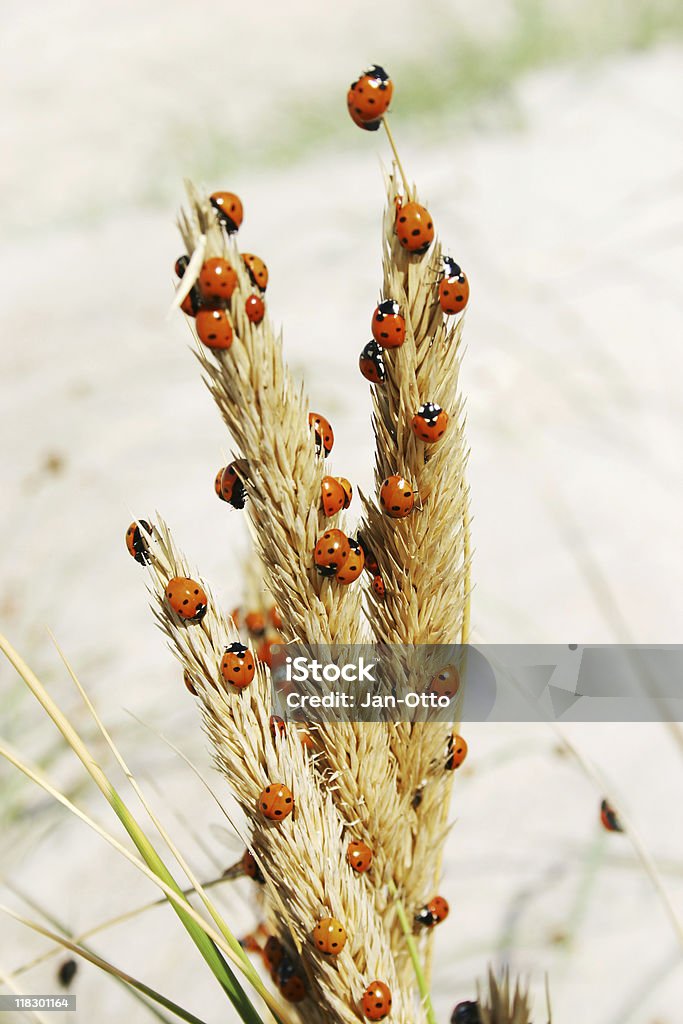 Ladybugs on 사구 잔디 - 로열티 프리 개체 그룹 스톡 사진