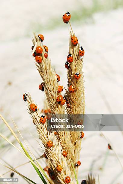 Ladybugs Na Dune Grass - zdjęcia stockowe i więcej obrazów American Beachgrass - American Beachgrass, Biedronka, Czerwony