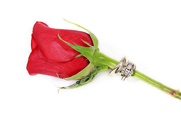 Red rose with Rings stock photo