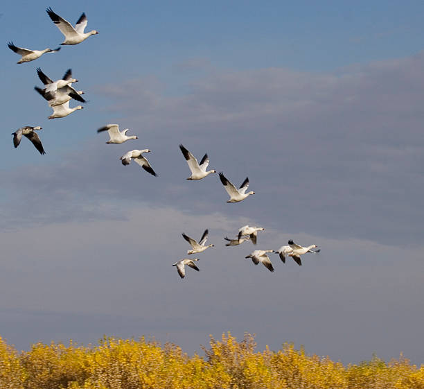 istock snow geese flying over golden colored trees 118301850