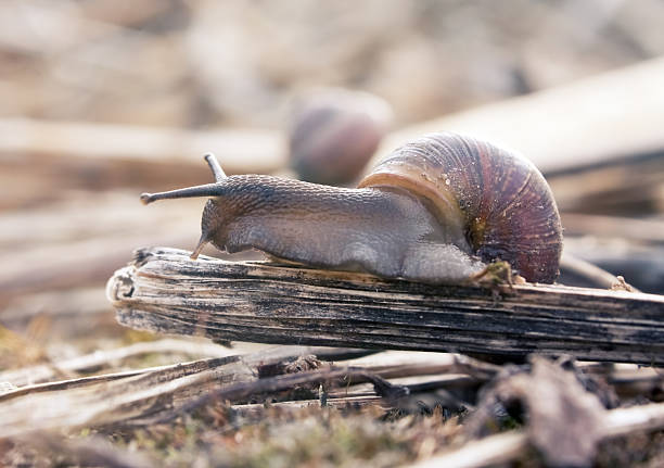 Close-up of snail stock photo