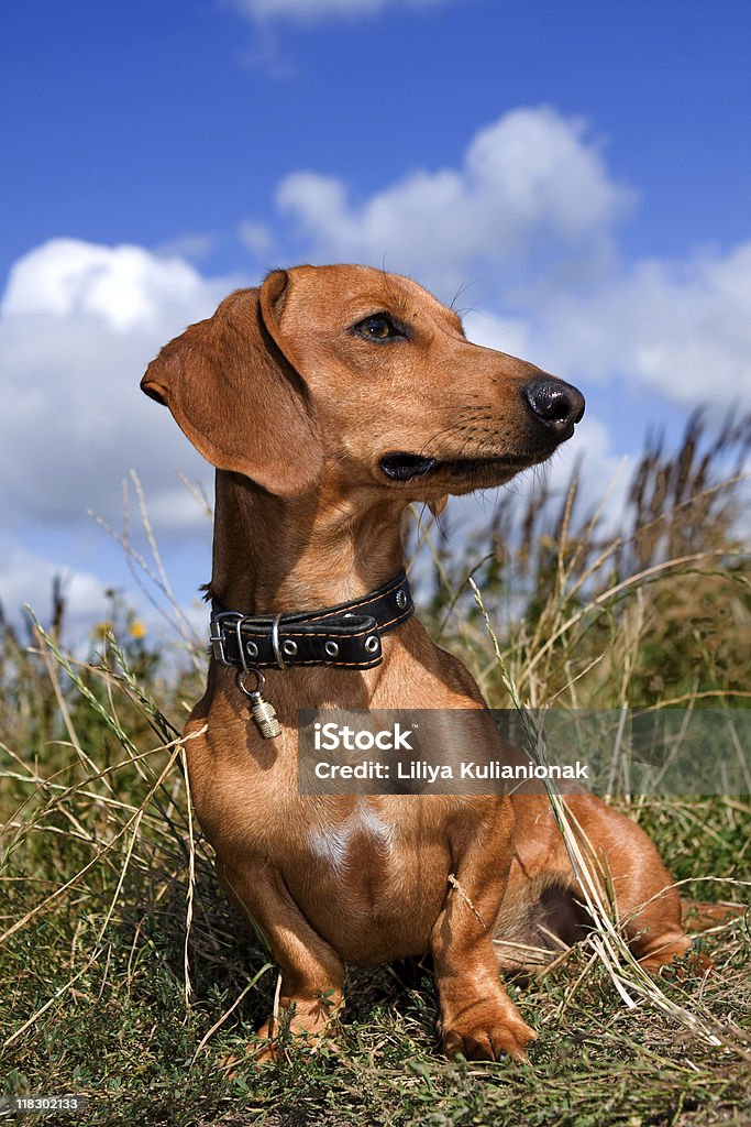 Dachshund brown e de cor vermelha - Royalty-free Animal Foto de stock