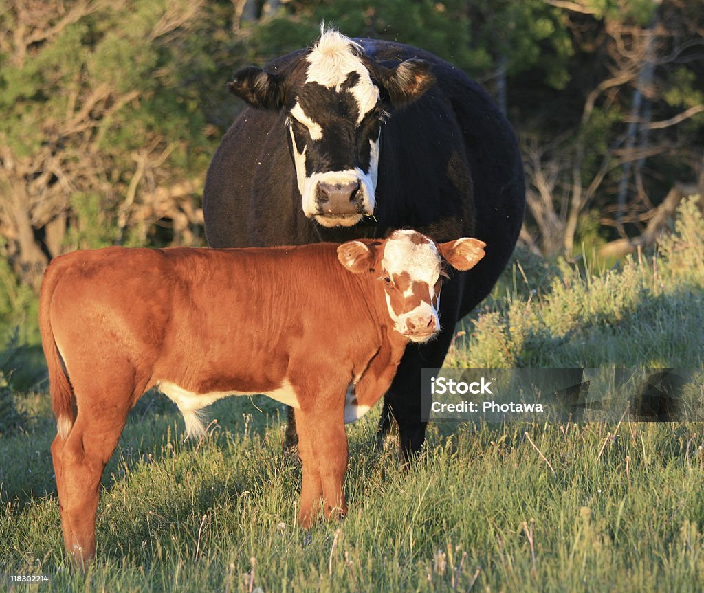 Zwei Kühe - Lizenzfrei Abenddämmerung Stock-Foto