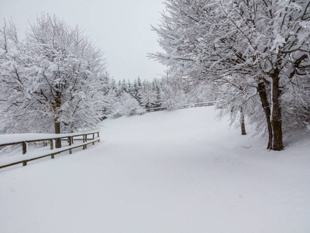 Trees covered with fresh snow flakes after the snowfall. Muffled environment. Relaxation context. Fog surrounding the environment. Winter time. No people