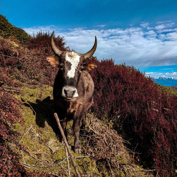 istock Animal in the mountain. 1183024298