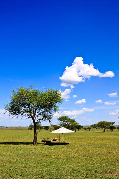 istock Peaceful African Savannah Scene 118302435