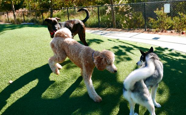 istock Dog Smorgasbord 1183024673