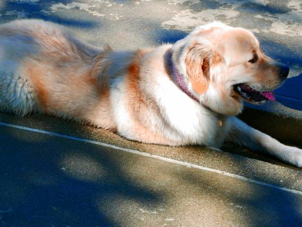 istock Dog Smorgasbord 1183024760