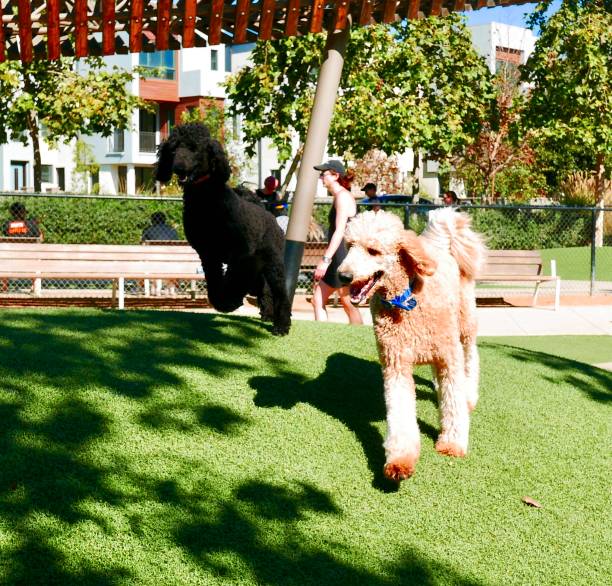 istock Dog Smorgasbord 1183024800