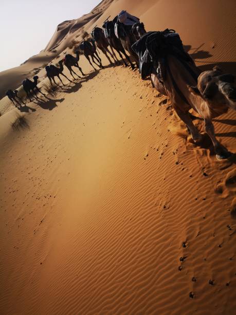istock Desert in Morocco merzouga 1183024901