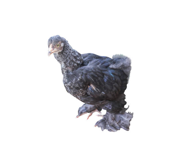 istock Japanese bantam black colored with fur white and gray striped patterns isolated on white background with clipping path 1183026837