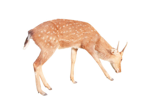 istock Deer with horn patterns eating grass isolated on white background , clipping path 1183027025