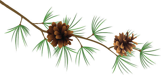 Pine branch vector art illustration