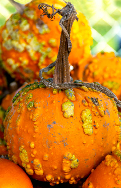 istock Warty Knuckledhead Pumpkins on Display in a Pumpkin Patch 1183029157