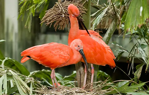 Photo of two Scarlet Ibis