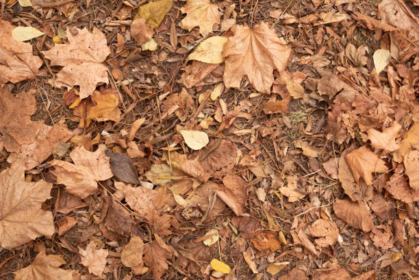 istock Autumn leaves on the ground view from top 1183030267