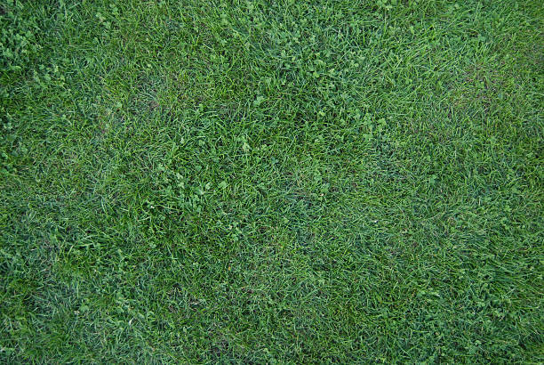 L'herbe verte dans le parc de la ville - Photo