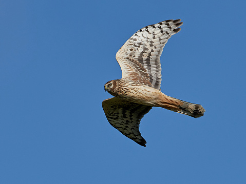 Hen harrier in flight with blue skies in the background
