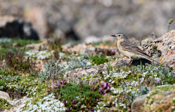 istock An American Pipit in an Alpine Meadow 1183031709