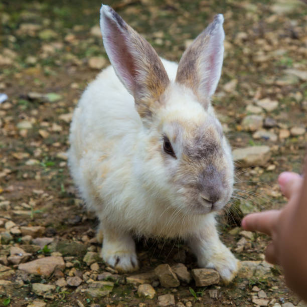 istock Adorable rabbit at rabbit farm 1183032418