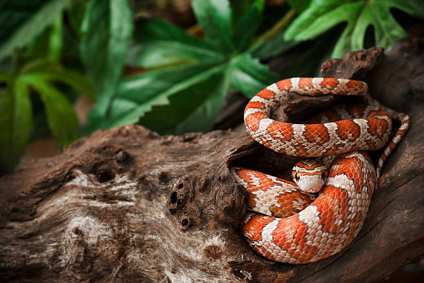 Snake In The Wood  elaphe guttata guttata stock pictures, royalty-free photos & images