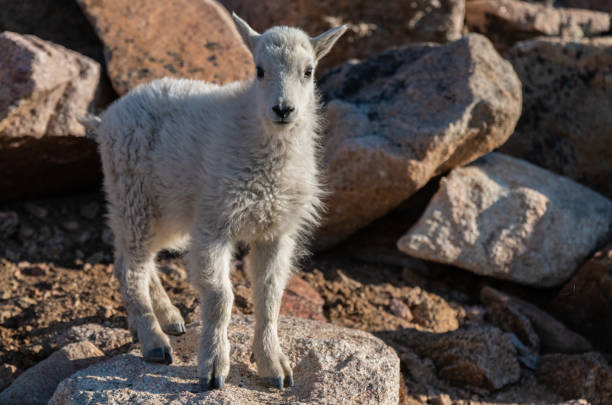 istock Adorable Baby Mountain Goat Lamb (kid) 1183032771