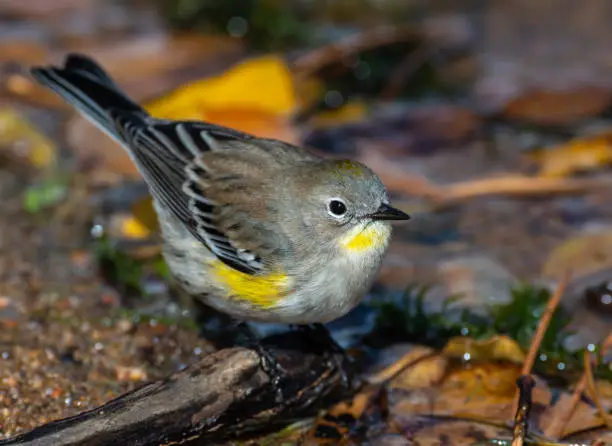 Photo of A Darling Yellow-rumped Warbler Fledgling