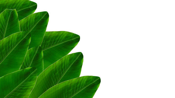 istock banana green leaf isolated on white background 1183033611