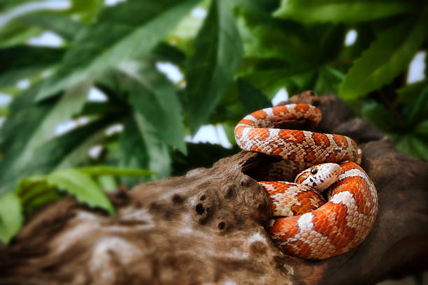 istock Snake Seek The Sky 118303404