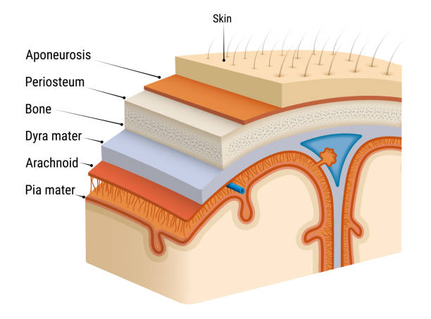 ilustrações de stock, clip art, desenhos animados e ícones de meninges of the brain - frontal lobe