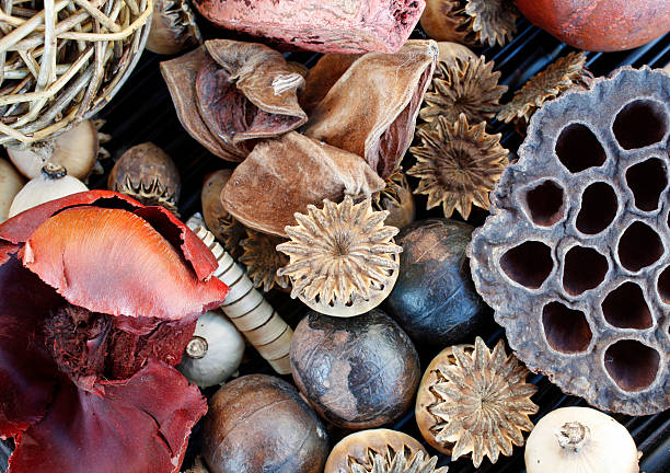 istock End of summer seeds 118303446