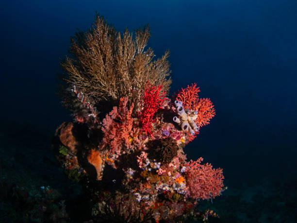 différentes espèces de coraux envahissont une roche, divers coraux sur un rocher - celebes sea flash photos et images de collection