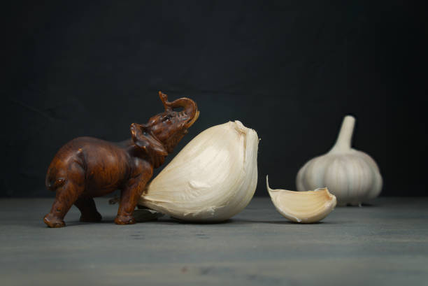 Small brown elephant figurine and raw (Allium ampeloprasum) garlic head in close-up on grey table against dark background