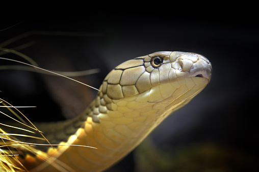 The king cobra (Ophiophagus hannah),the longest venomous snake native to Southeast Asia.