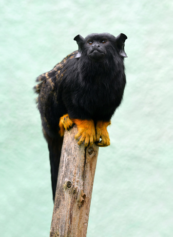 The red-handed tamarin (Saguinus midas),smal monkey native to rainforest of the Amazon.