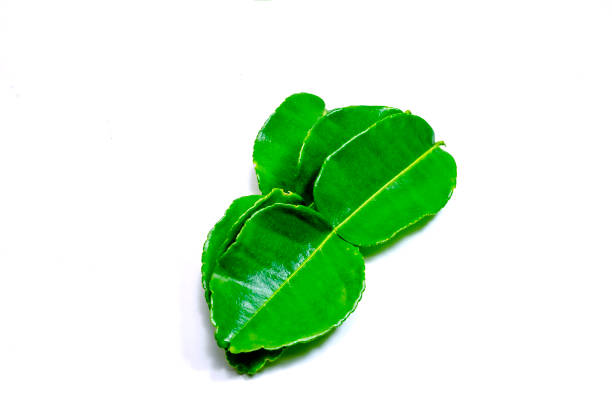istock Fresh kaffir lime leaves green leaf isolated on white background 1183039239