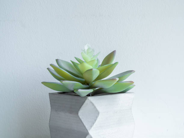 istock Concrete pot. Modern geometric concrete planter. 1183039821