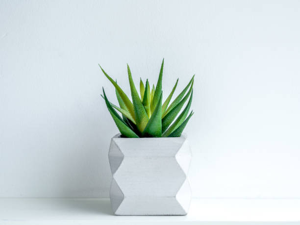 istock Concrete pot. Modern geometric concrete planter. 1183039842