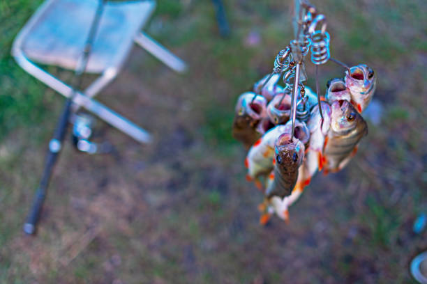 The fish is smoked.Fish enveloped in smoke